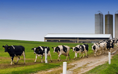 Wisconsin Dairy Industry Triumphs Against Out-of-State Interests