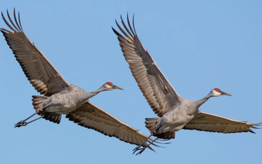 Wisconsin Weighs Sandhill Crane Hunt as Farmers, Wildlife Advocates Clash
