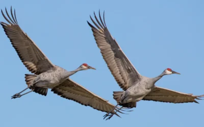 Wisconsin Weighs Sandhill Crane Hunt as Farmers, Wildlife Advocates Clash